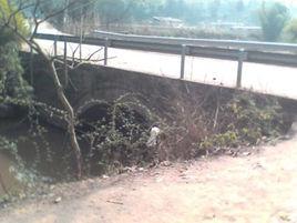 忠義鎮[四川安岳縣轄鎮]