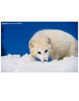 心中有塊不化的冰 心中有塊不化的冰