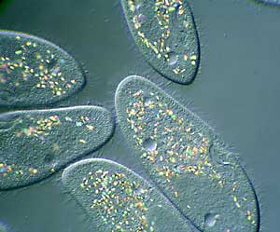西伯利亞凍土中發現休眠數萬年原生動物