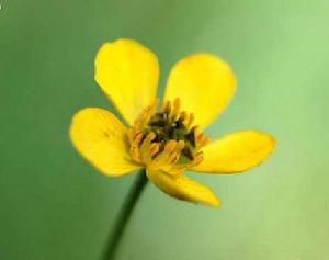 近羽裂銀蓮花 近羽裂銀蓮花