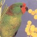 迷你吸蜜鸚鵡 迷你吸蜜鸚鵡