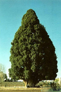 索羅亞斯德·薩夫 索羅亞斯德·薩夫