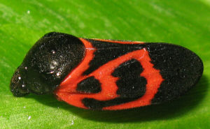 紅紋沫蟬 紅紋沫蟬