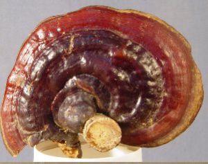 茶病靈芝 茶病靈芝