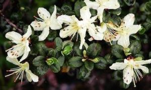 茂汶杜鵑 茂汶杜鵑