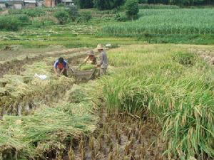 種植水稻
