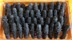 58海參網 58海參網