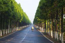 新村鄉星村公路