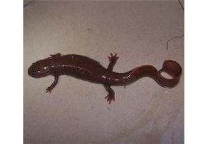 無斑肥螈 無斑肥螈