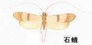 石蛾[昆蟲]