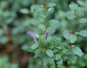 腋花黃芩 腋花黃芩