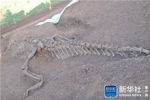 恐龍化石[恐龍骨骼石化後物質]