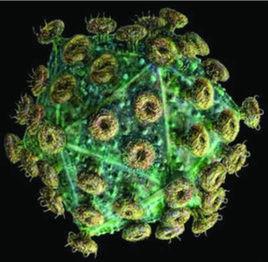 愛滋病病毒感染者 愛滋病病毒感染者