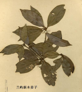 蘭嶼木姜子 蘭嶼木姜子