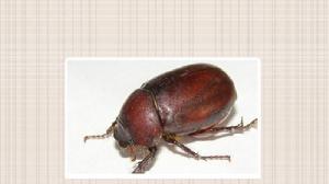 中華褐栗金龜 中華褐栗金龜