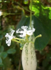 小花栝樓 小花栝樓