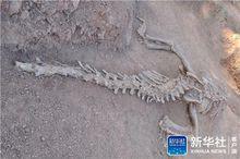 恐龍化石[恐龍骨骼石化後物質]