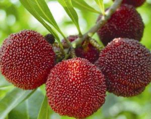 西臚烏酥楊梅 西臚烏酥楊梅