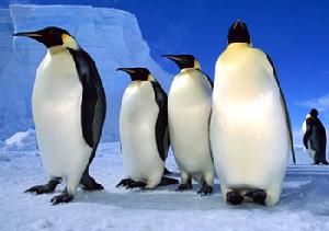 帝企鵝（皇企鵝）Aptenodytes forsteri