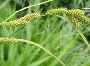 白山苔草 白山苔草