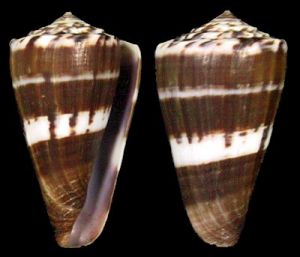 寶塔骨螺 寶塔骨螺