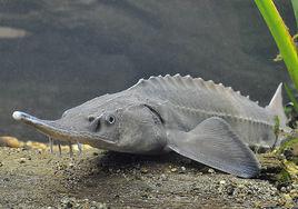 鱘[鱘屬魚類的通稱]