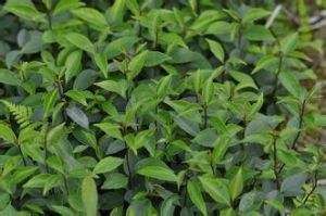 灰葉冬青（原變種）