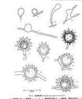 強雄腐霉 強雄腐霉