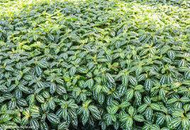 陰生植物群落 陰生植物群落