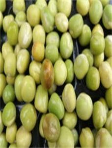 豌豆苗爛根病 豌豆苗爛根病