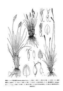 粗壯嵩草 粗壯嵩草