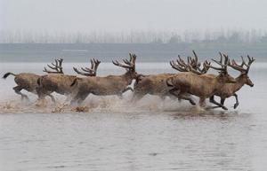 天鵝洲麋鹿自然保護區