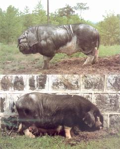 嵊縣花豬 嵊縣花豬