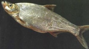 大眼近紅鮊 大眼近紅鮊