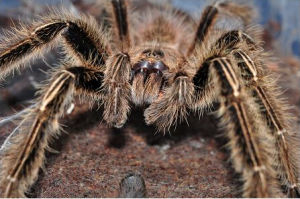 火焰黃膝頭 火焰黃膝頭