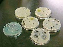 抗生素藥敏試驗