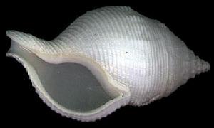 東沙峨螺 東沙峨螺