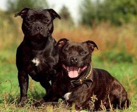 斯塔福郡鬥牛梗