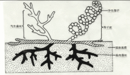 刺孢產色鏈黴菌