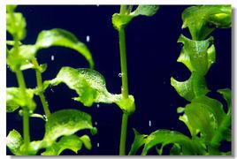 水草養殖 水草養殖