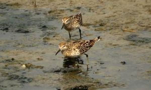 安島擬霸鶲 安島擬霸鶲