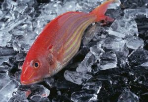 六齒金線魚 六齒金線魚