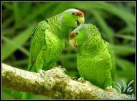 紫冠亞馬遜鸚鵡