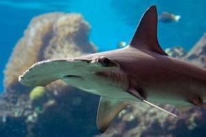 白鰭雙髻鯊 白鰭雙髻鯊