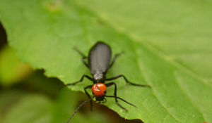 雙滴斑蕪菁 雙滴斑蕪菁