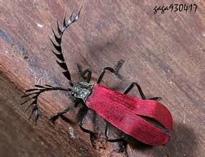 桃紅短須紅螢 桃紅短須紅螢