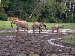 德賈動物保護區