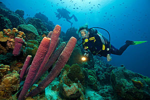 小安的列斯群島