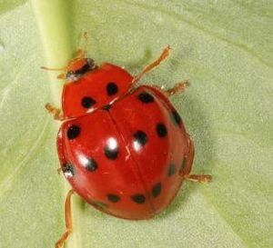 異溝盤蟲屬 異溝盤蟲屬