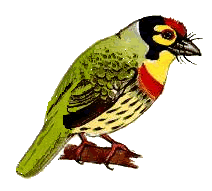 （圖）赤胸擬啄木鳥